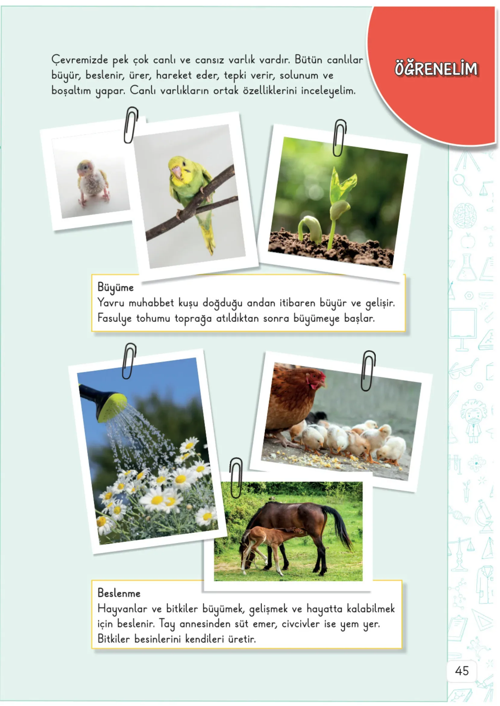 3. Sınıf Fen Bilimleri Ders Kitabı Cevapları Meb Yayınları 1. Kitap Sayfa 45