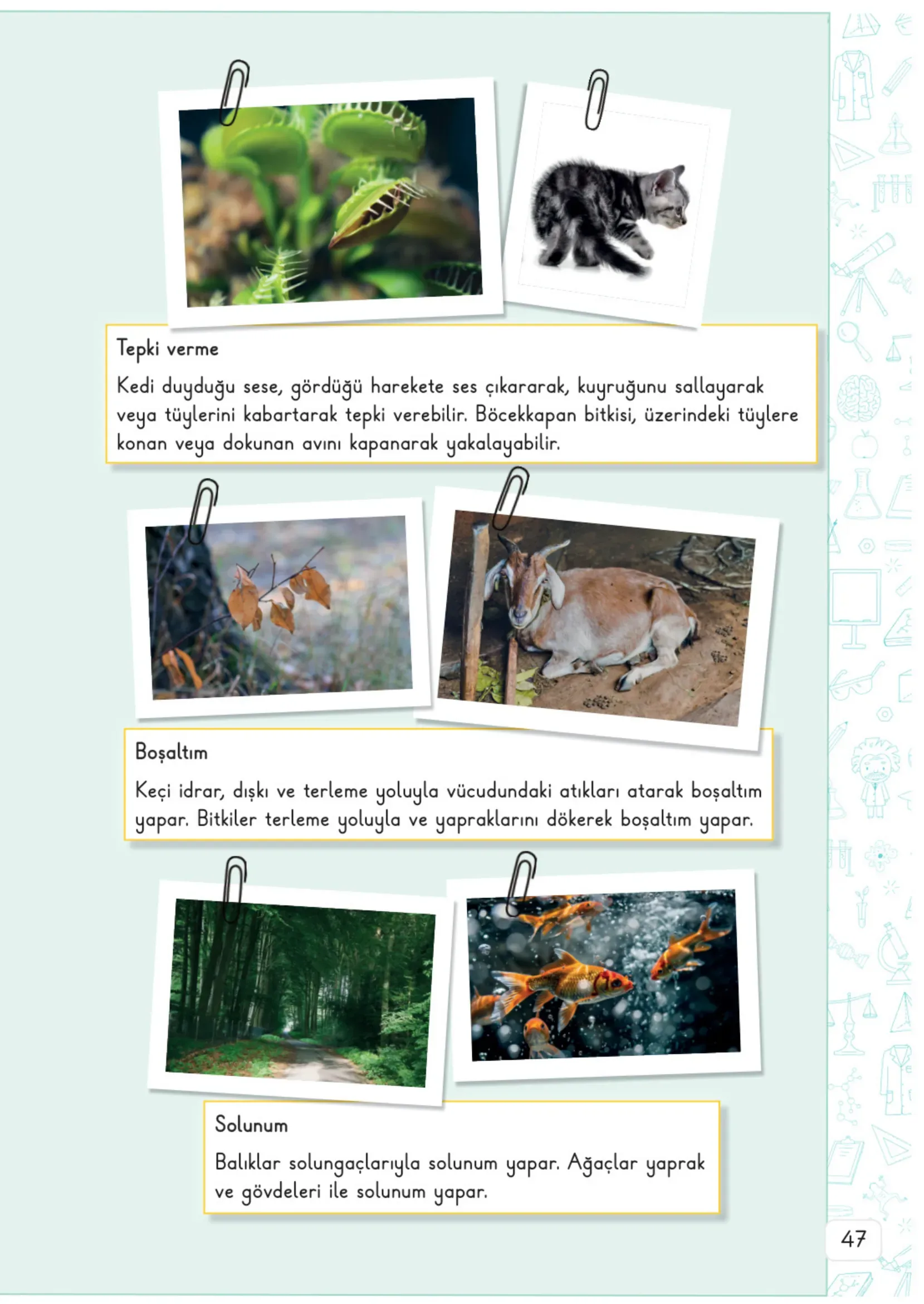 3. Sınıf Fen Bilimleri Ders Kitabı Cevapları Meb Yayınları 1. Kitap Sayfa 47