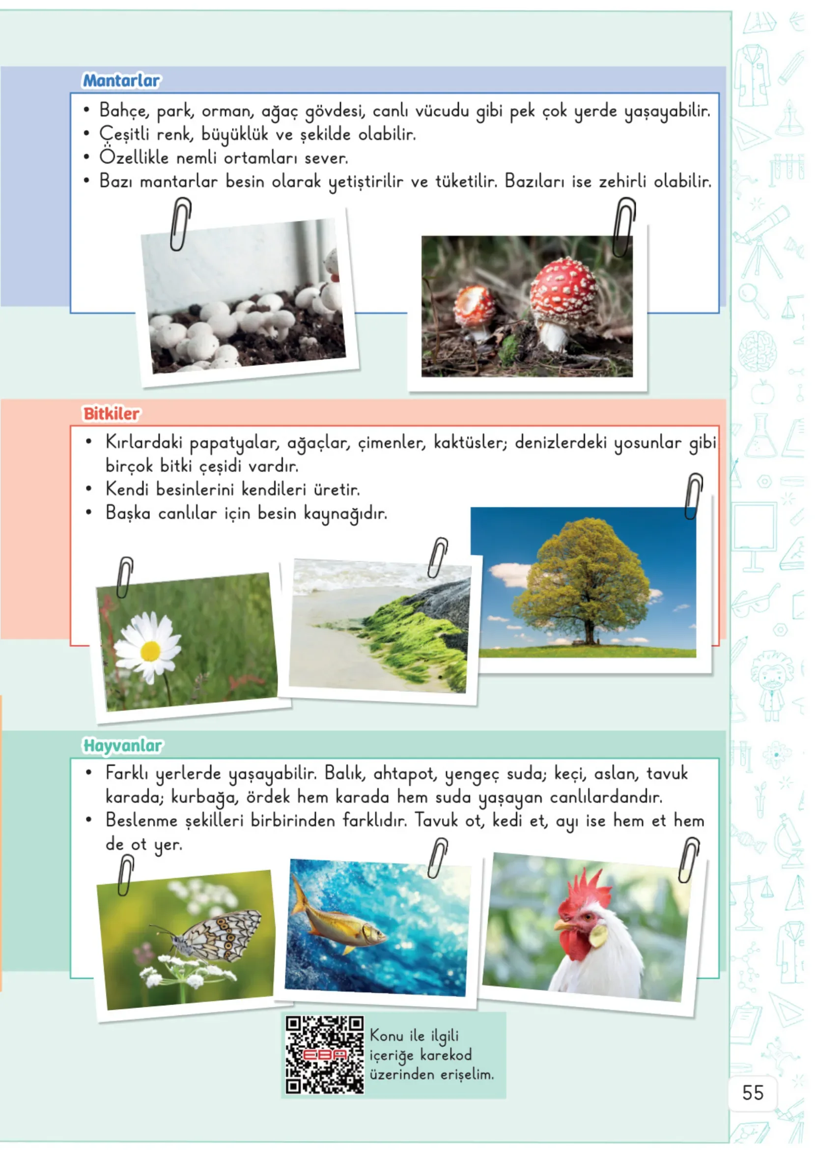 3. Sınıf Fen Bilimleri Ders Kitabı Cevapları Meb Yayınları 1. Kitap Sayfa 55