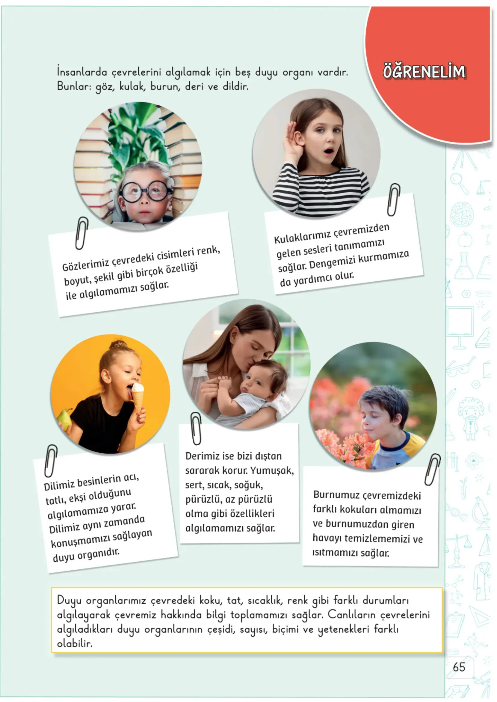 3. Sınıf Fen Bilimleri Ders Kitabı Cevapları Meb Yayınları 1. Kitap Sayfa 65