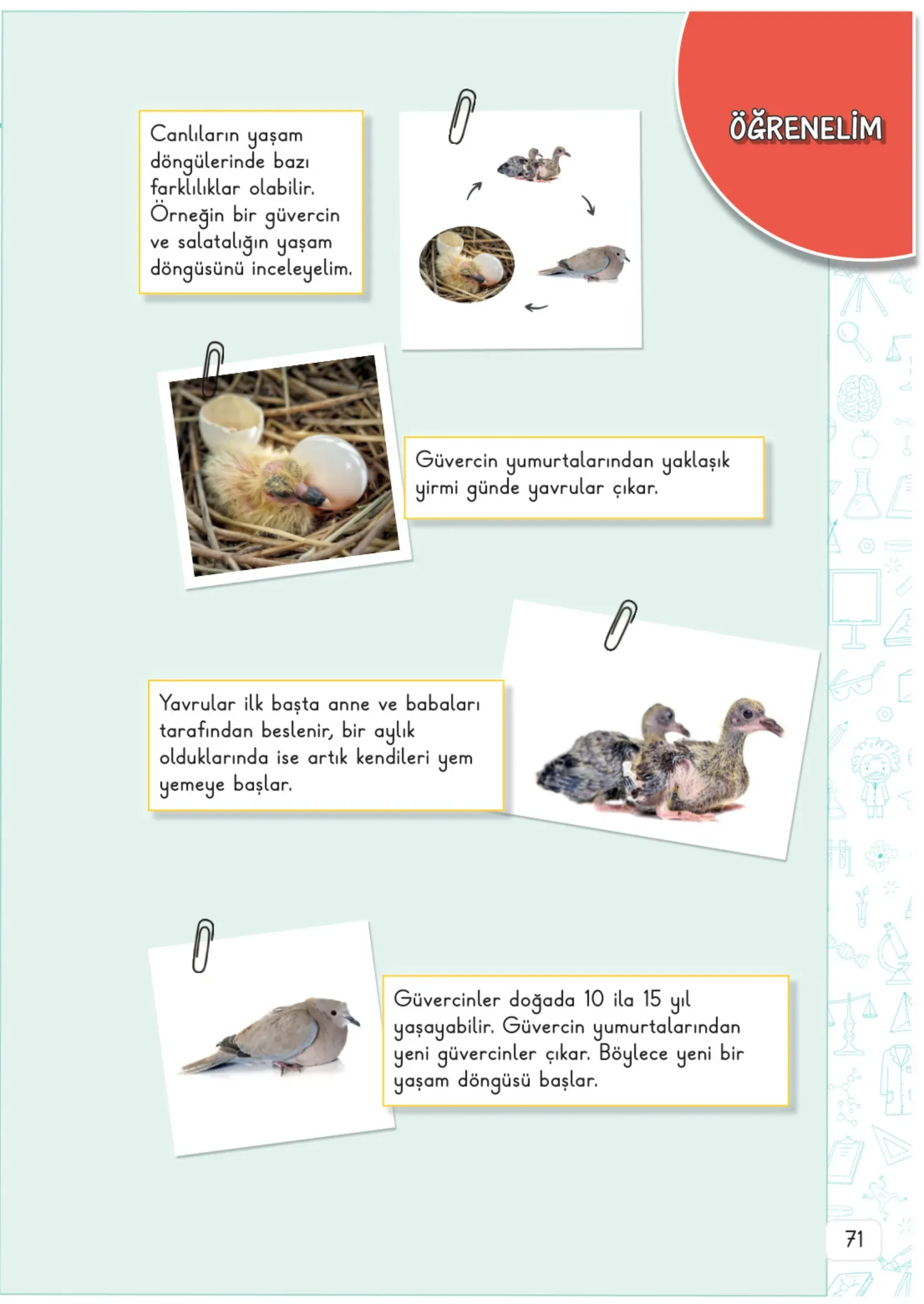 3. Sınıf Fen Bilimleri Ders Kitabı Cevapları Meb Yayınları 1. Kitap Sayfa 71