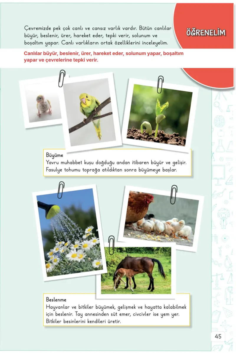 3. Sınıf Fen Bilimleri Ders Kitabı Cevapları Meb Yayınları 1. Kitap Sayfa 45 Çözüm Görseli