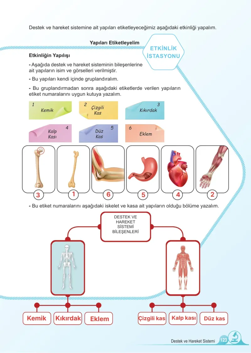 5. Sınıf Fen Bilimleri Ders Kitabı Cevapları Meb Yayınları 1. Kitap Sayfa 123 Çözüm Görseli