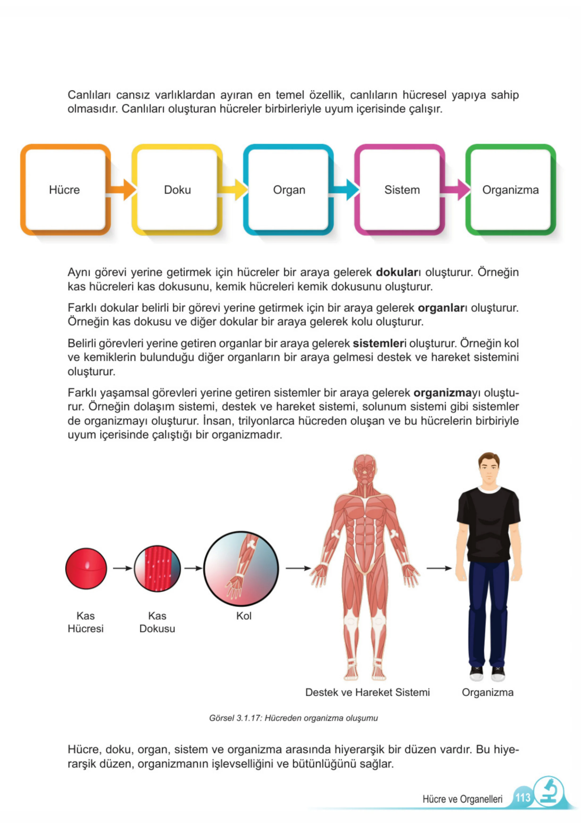 5. Sınıf Fen Bilimleri Ders Kitabı Cevapları Meb Yayınları 1. Kitap Sayfa 113