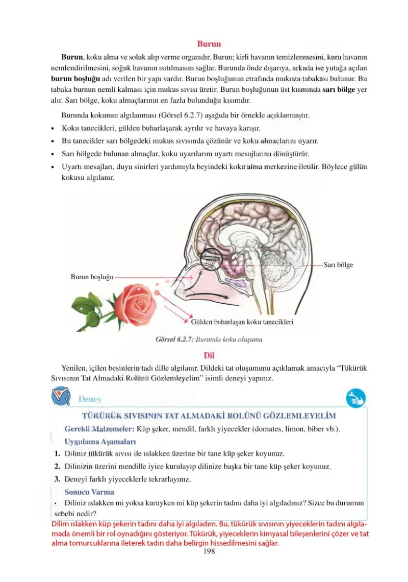 6. Sınıf Fen Bilimleri Ders Kitabı Cevapları Adım Adım Yayınları Sayfa 198 Çözüm Görseli