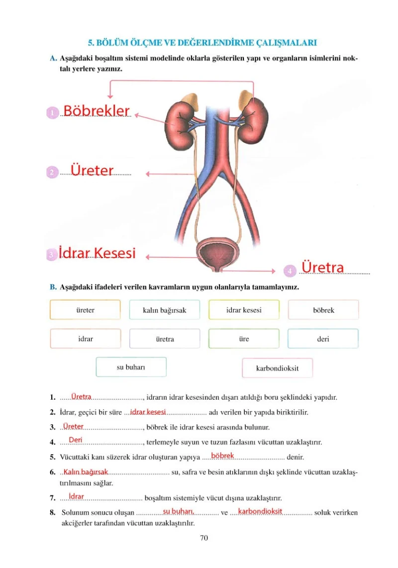 6. Sınıf Fen Bilimleri Ders Kitabı Cevapları Adım Adım Yayınları Sayfa 70 Çözüm Görseli