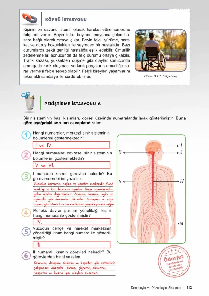 6. Sınıf Fen Bilimleri Ders Kitabı Cevapları Meb Yayınları 1. Kitap Sayfa 113 Çözüm Görseli