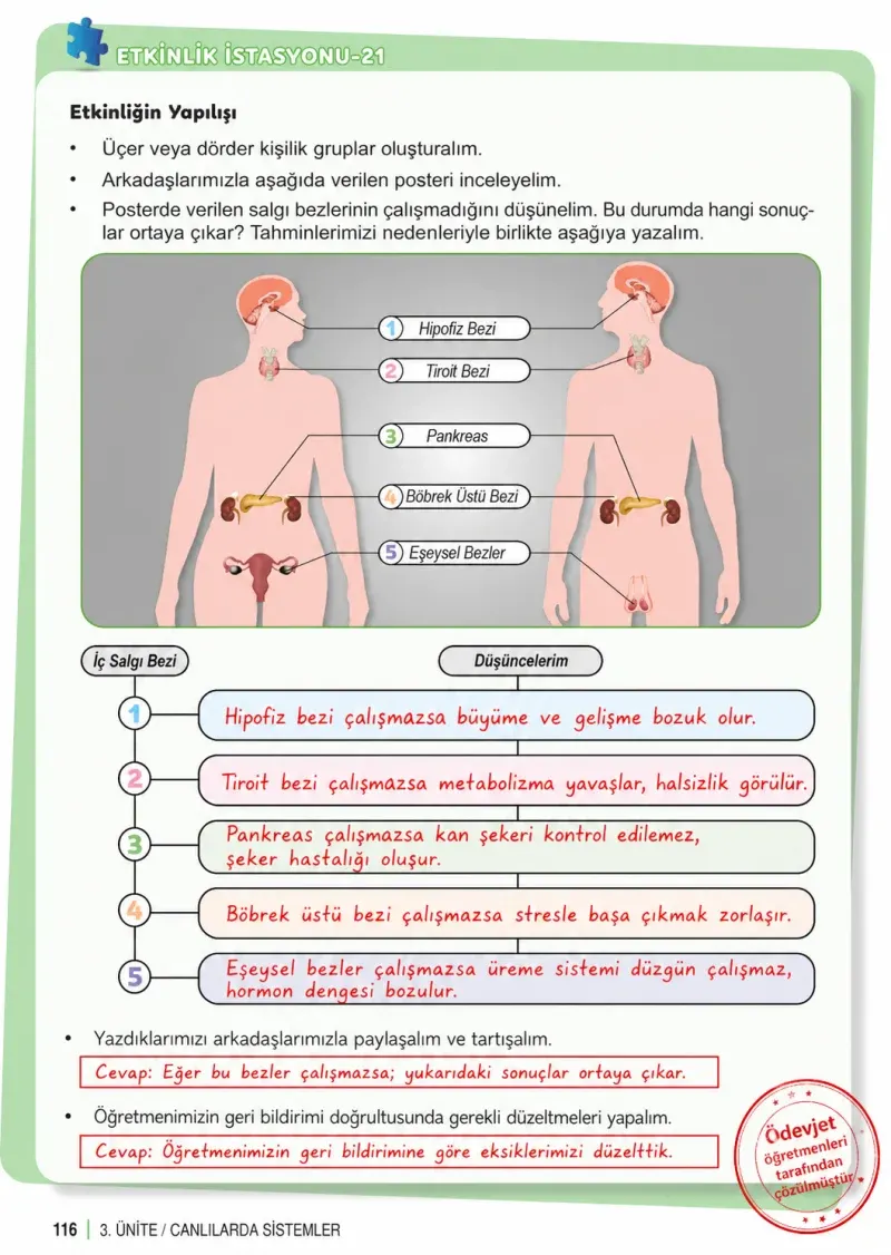 6. Sınıf Fen Bilimleri Ders Kitabı Cevapları Meb Yayınları 1. Kitap Sayfa 116 Çözüm Görseli