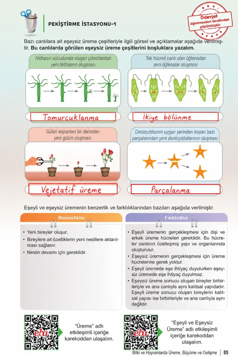 6. Sınıf Fen Bilimleri Ders Kitabı Cevapları Meb Yayınları 1. Kitap Sayfa 85 Çözüm Görseli