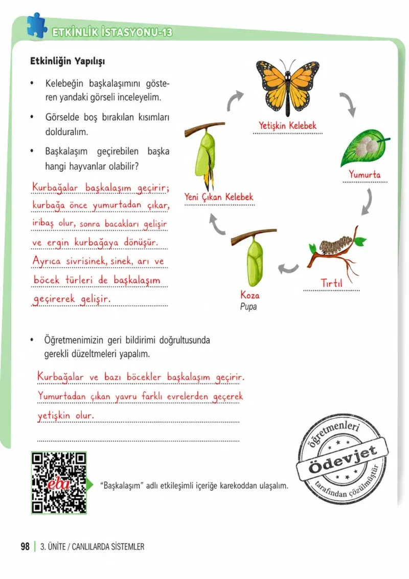6. Sınıf Fen Bilimleri Ders Kitabı Cevapları Meb Yayınları 1. Kitap Sayfa 98 Çözüm Görseli