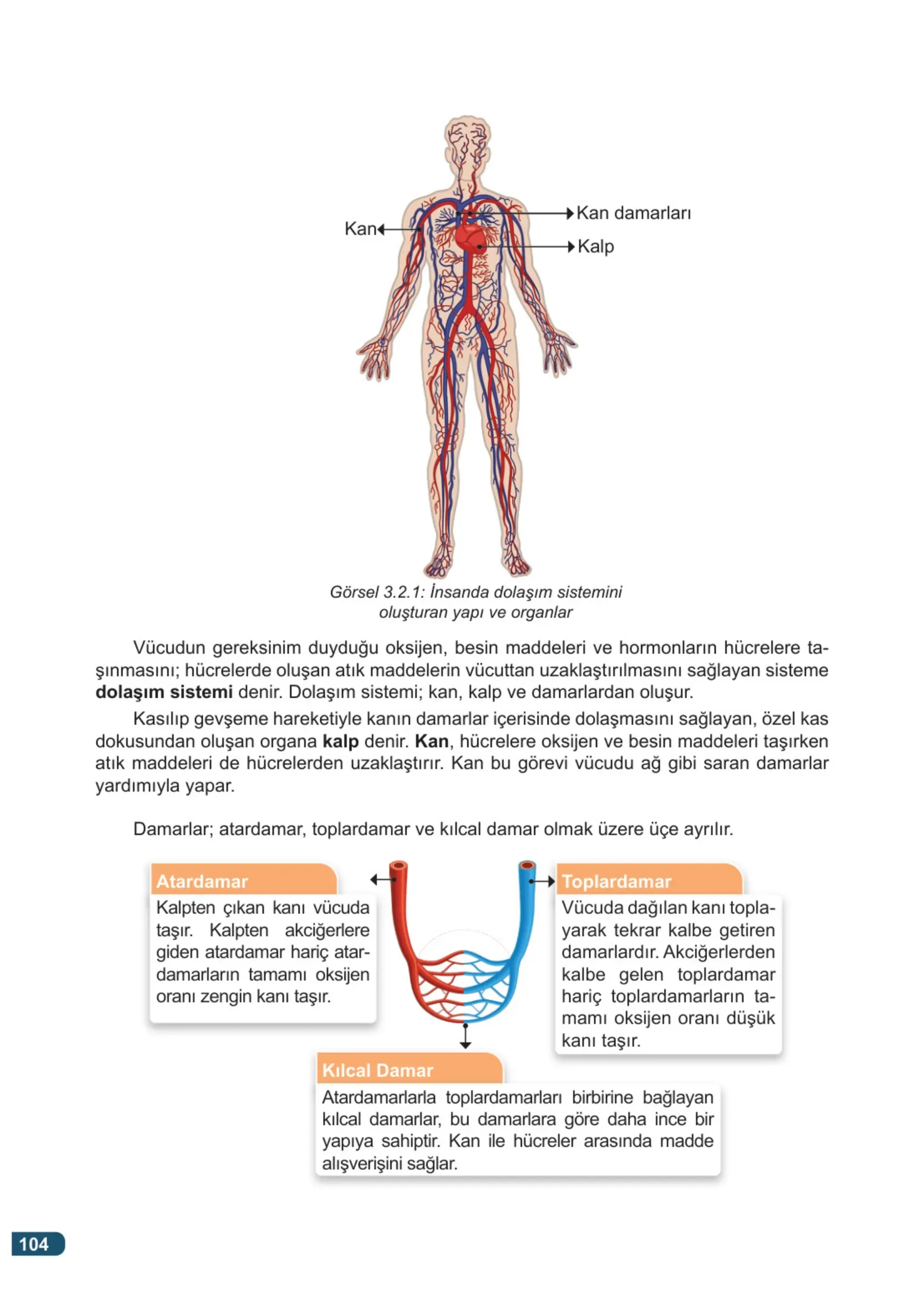 7. Sınıf Fen Bilimleri Ders Kitabı Cevapları Meb Yayınları 1. Kitap Sayfa 104