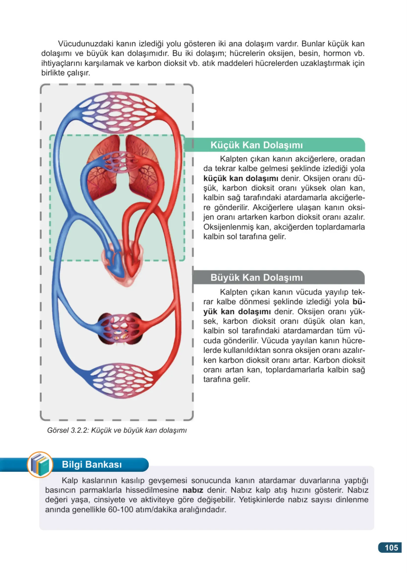 7. Sınıf Fen Bilimleri Ders Kitabı Cevapları Meb Yayınları 1. Kitap Sayfa 105