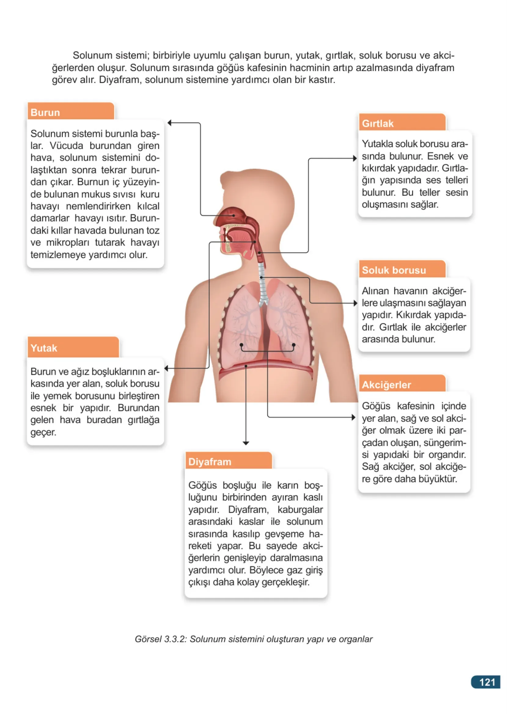 7. Sınıf Fen Bilimleri Ders Kitabı Cevapları Meb Yayınları 1. Kitap Sayfa 121