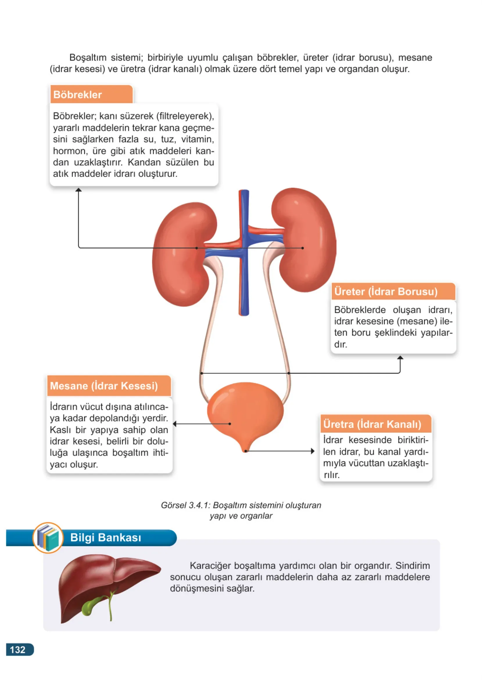 7. Sınıf Fen Bilimleri Ders Kitabı Cevapları Meb Yayınları 1. Kitap Sayfa 132