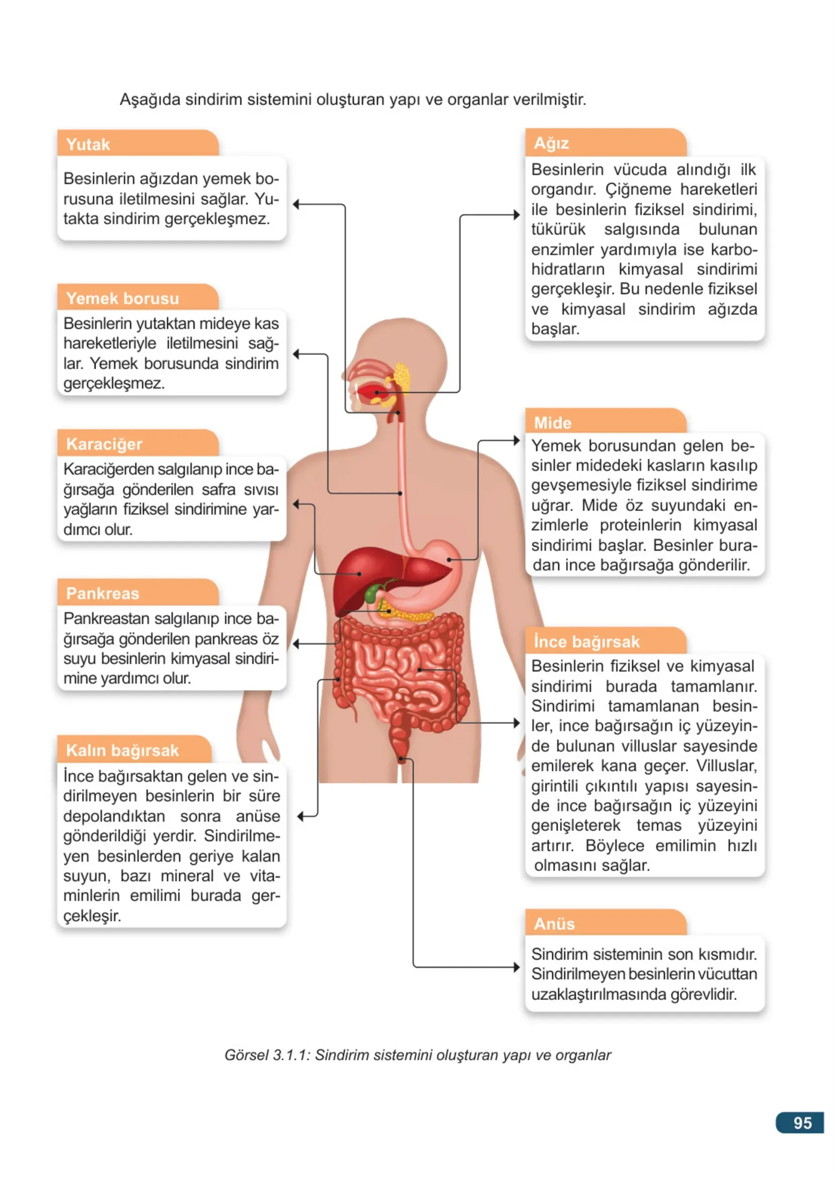 7. Sınıf Fen Bilimleri Ders Kitabı Cevapları Meb Yayınları 1. Kitap Sayfa 95