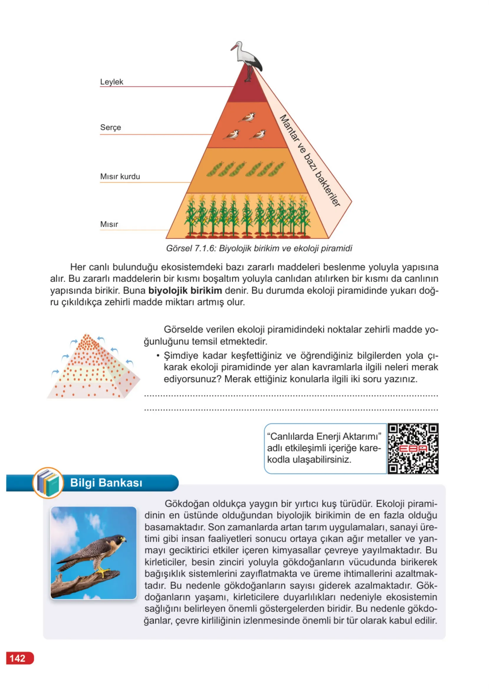 7. Sınıf Fen Bilimleri Ders Kitabı Cevapları Meb Yayınları 2. Kitap Sayfa 142