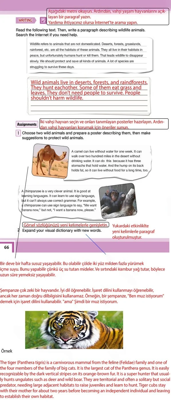 7. Sınıf İngilizce Ders Kitabı Cevapları Bilim ve Kültür Yayınları Sayfa 66 Çözüm Görseli