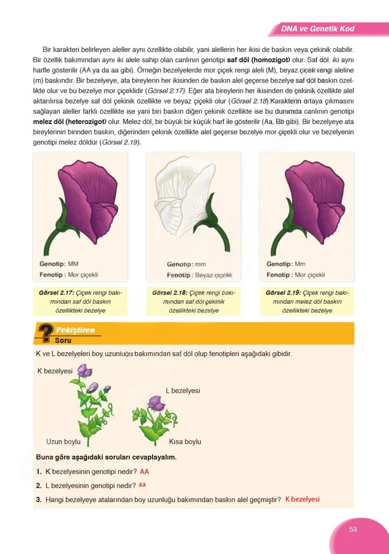 8. Sınıf Fen Bilimleri Ders Kitabı Cevapları Ata Yayınları Sayfa 53 Çözüm Görseli