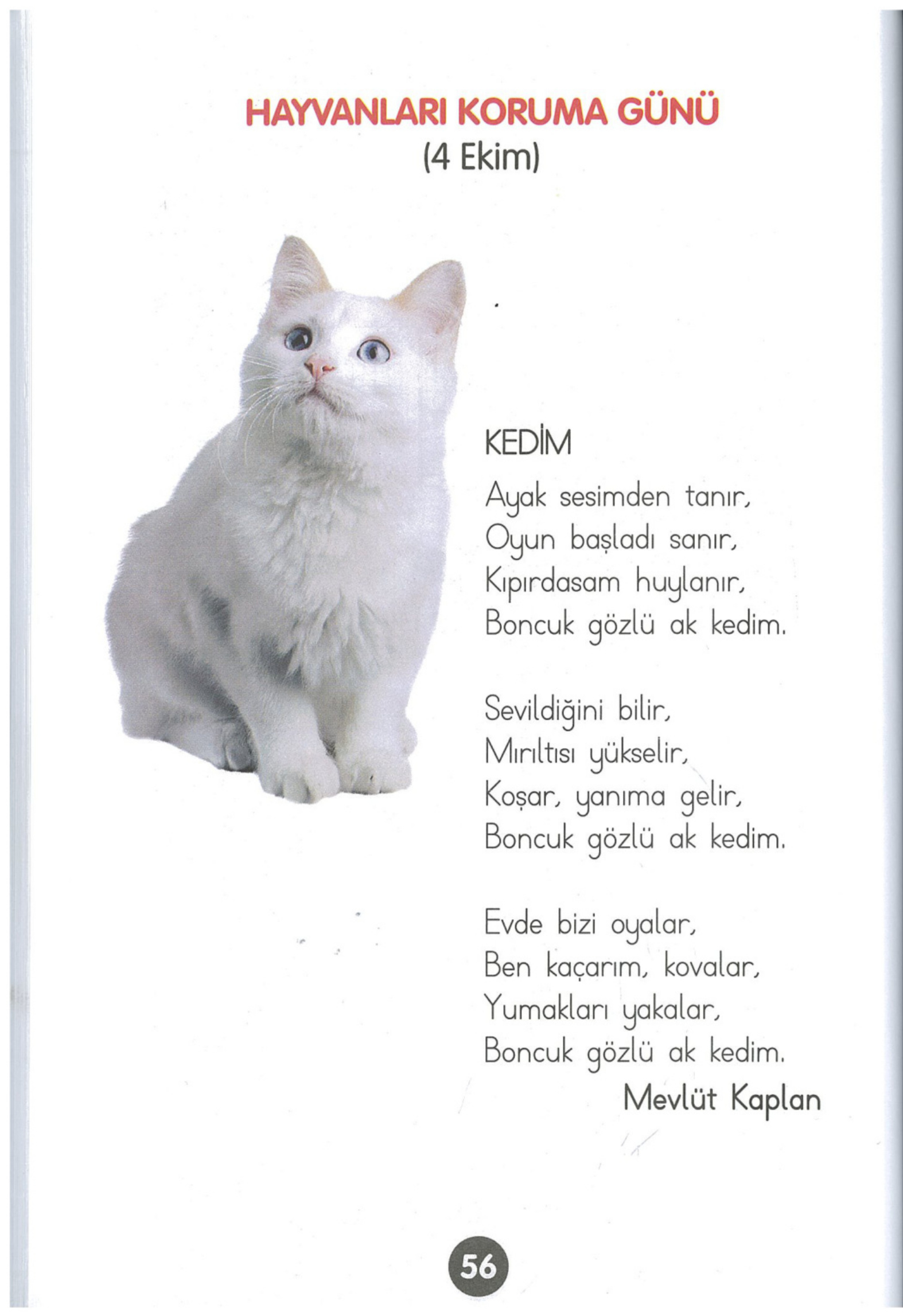 Kitap Sayfası