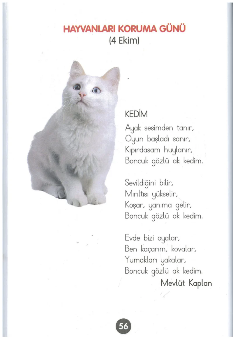 1. Sınıf Hayat Bilgisi Ders Kitabı Cevapları Kök-e Yayınları Sayfa 56