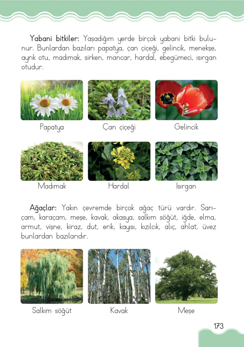 1. Sınıf Hayat Bilgisi Ders Kitabı Cevapları Pasifik Yayınları Sayfa 173