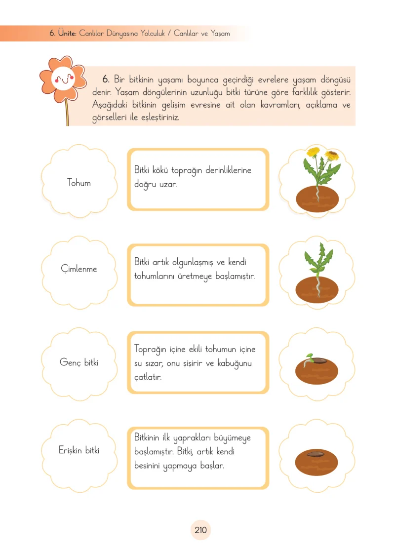 3. Sınıf Fen Bilimleri Ders Kitabı Cevapları Cem Yayınları Sayfa 210