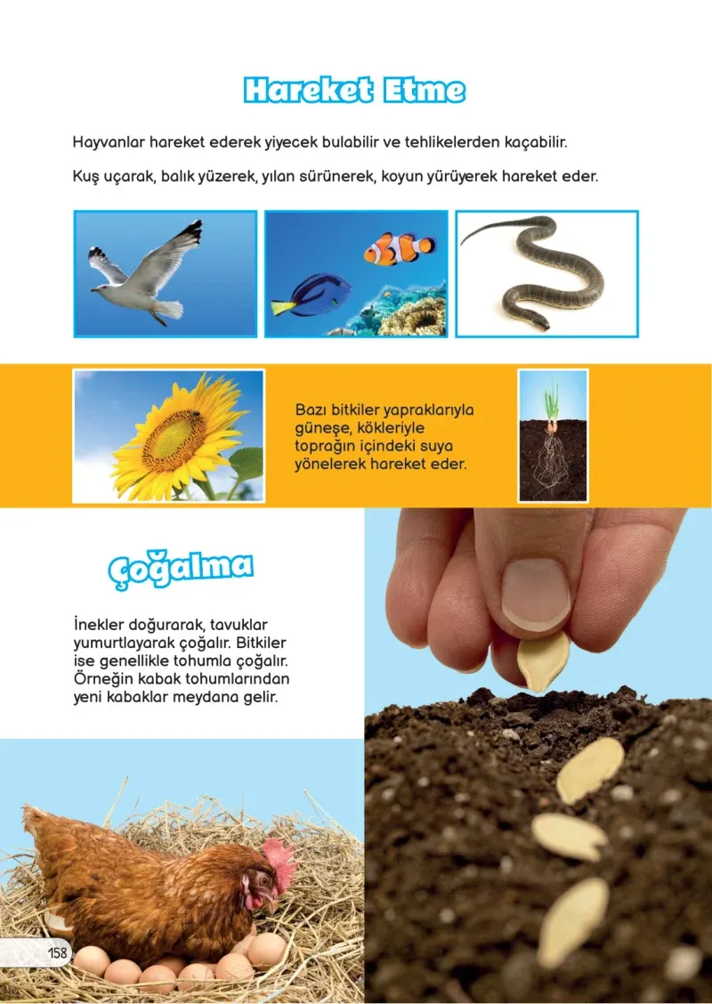 3. Sınıf Fen Bilimleri Ders Kitabı Cevapları Meb Yayınları Sayfa 158