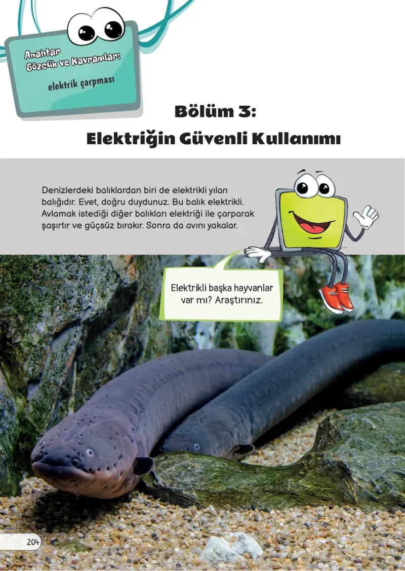3. Sınıf Fen Bilimleri Ders Kitabı Cevapları Meb Yayınları Sayfa 204
