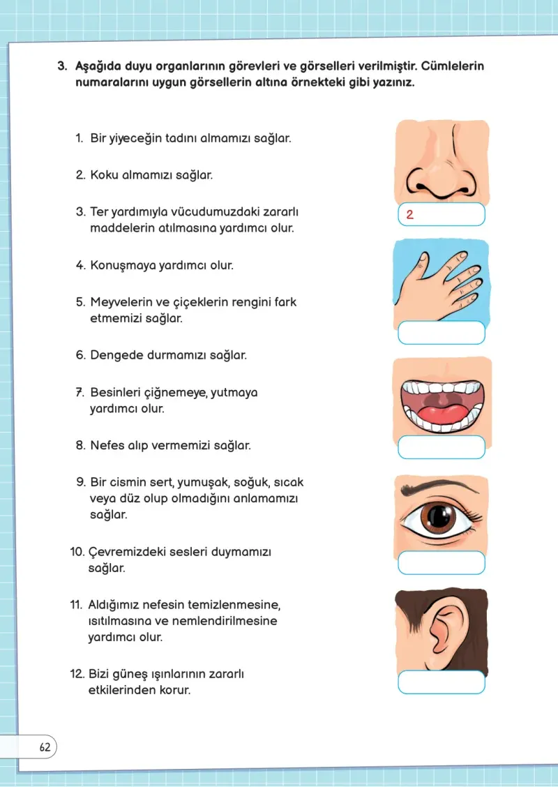 3. Sınıf Fen Bilimleri Ders Kitabı Cevapları Meb Yayınları Sayfa 62