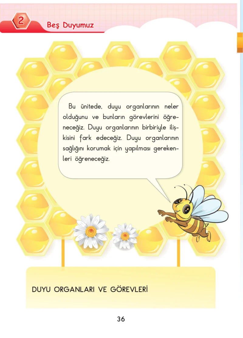 3. Sınıf Fen Bilimleri Ders Kitabı Cevapları SDR Dİkey Yayınları Sayfa 36