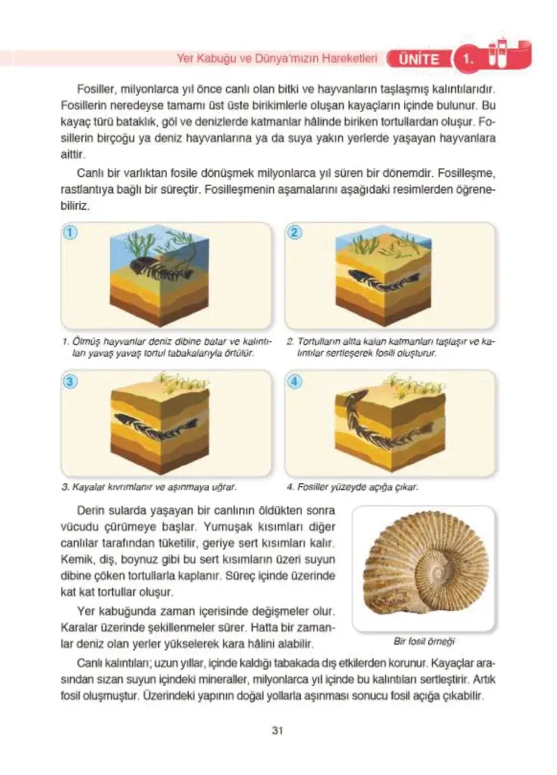 4. Sınıf Fen Bilimleri Ders Kitabı Cevapları SDR İpekyolu Yayıncılık Sayfa 31