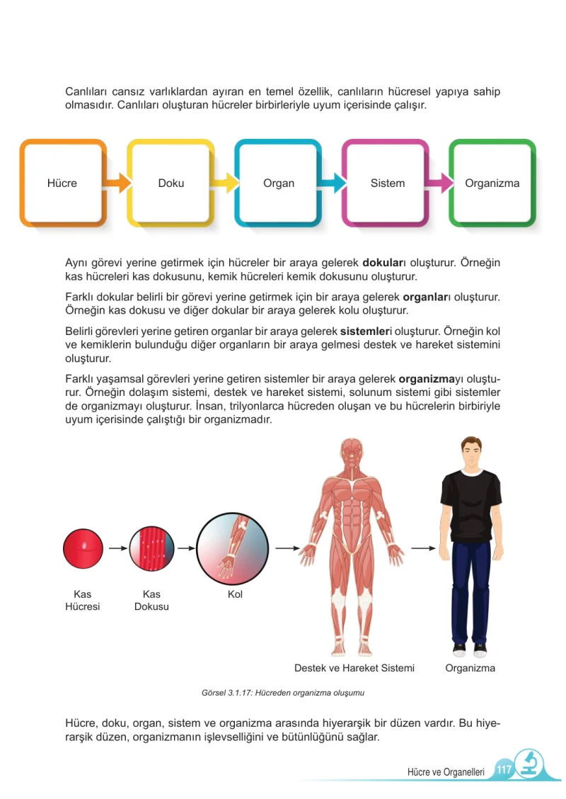 5. Sınıf Fen Bilimleri Ders Kitabı Cevapları Meb Yayınları 1.Kitap Sayfa 117