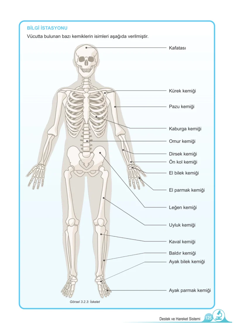 5. Sınıf Fen Bilimleri Ders Kitabı Cevapları Meb Yayınları 1.Kitap Sayfa 125