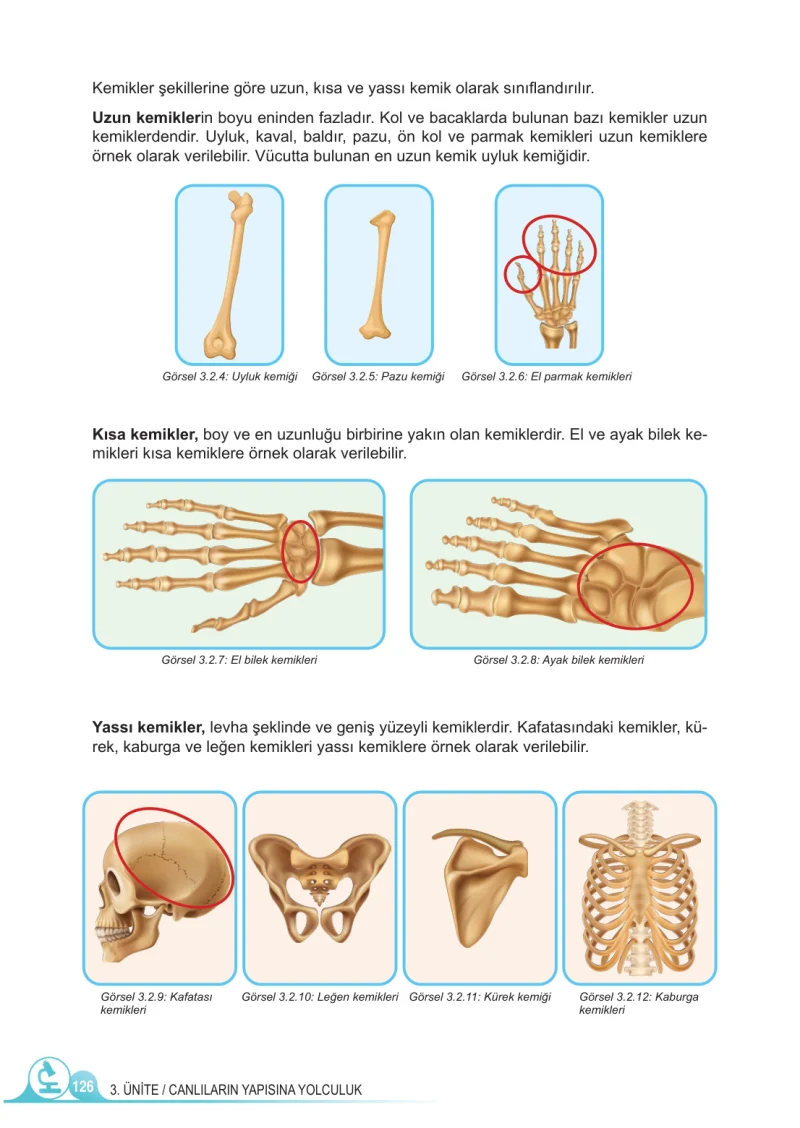 5. Sınıf Fen Bilimleri Ders Kitabı Cevapları Meb Yayınları 1.Kitap Sayfa 126