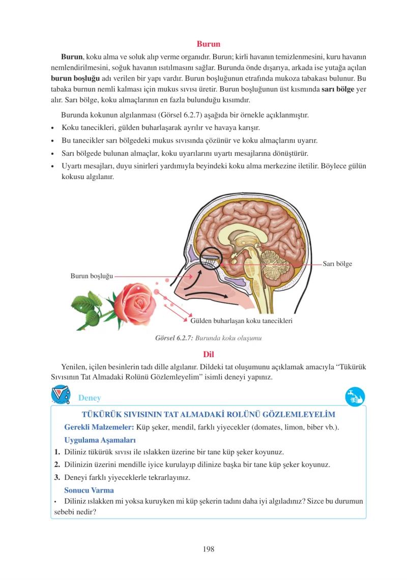 6. Sınıf Fen Bilimleri Ders Kitabı Cevapları Adım Adım Yayınları Sayfa 198