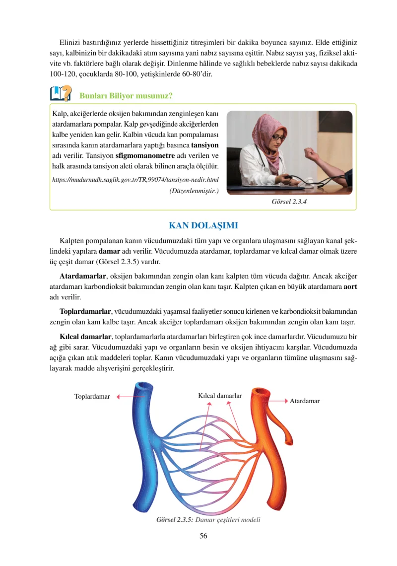 6. Sınıf Fen Bilimleri Ders Kitabı Cevapları Adım Adım Yayınları Sayfa 56