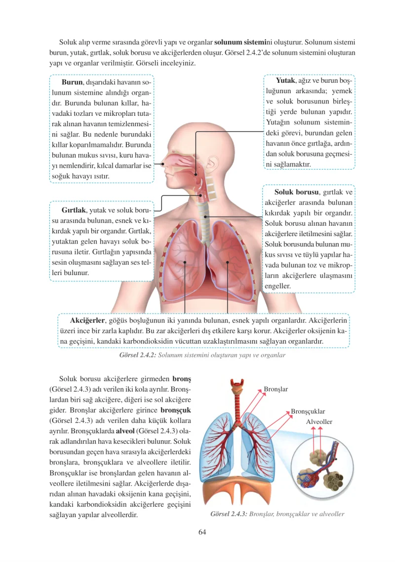 6. Sınıf Fen Bilimleri Ders Kitabı Cevapları Adım Adım Yayınları Sayfa 64