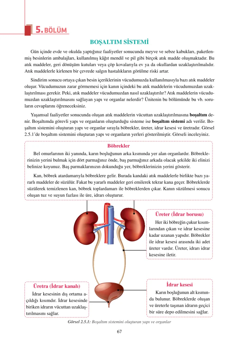 6. Sınıf Fen Bilimleri Ders Kitabı Cevapları Adım Adım Yayınları Sayfa 67