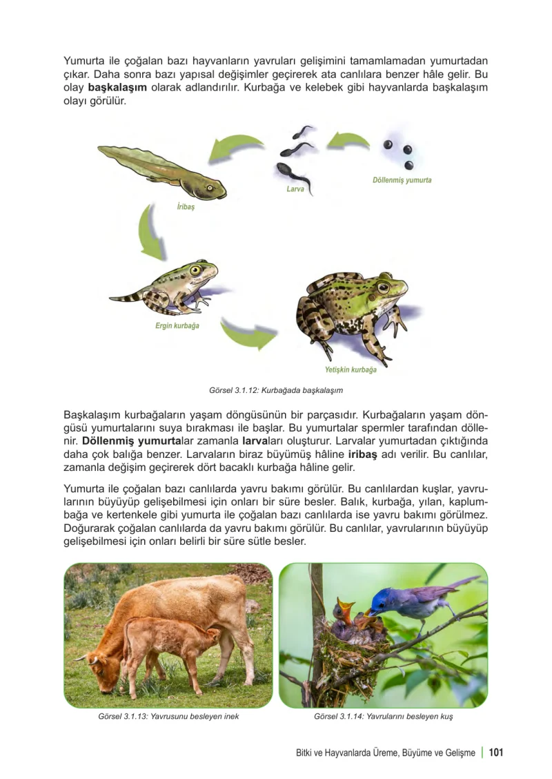 6. Sınıf Fen Bilimleri Ders Kitabı Cevapları Meb Yayınları 1. Kitap Sayfa 101