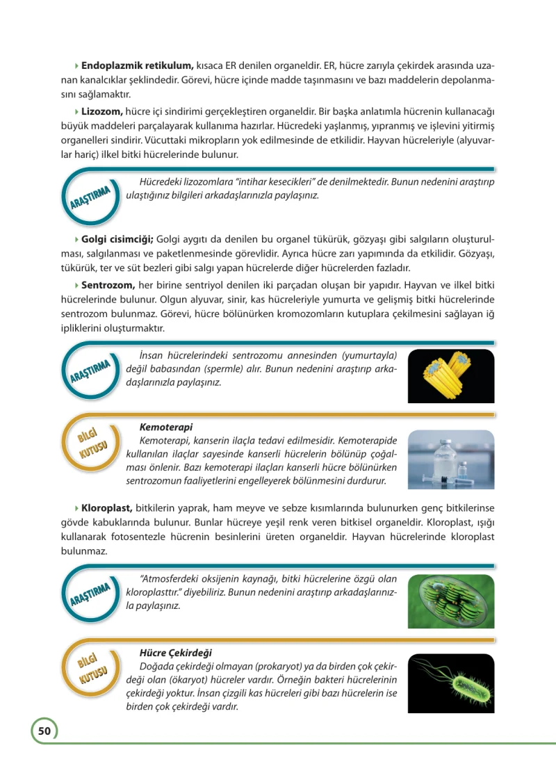 7. Sınıf Fen Bilimleri Ders Kitabı Cevapları Ferman Yayınları Sayfa 50