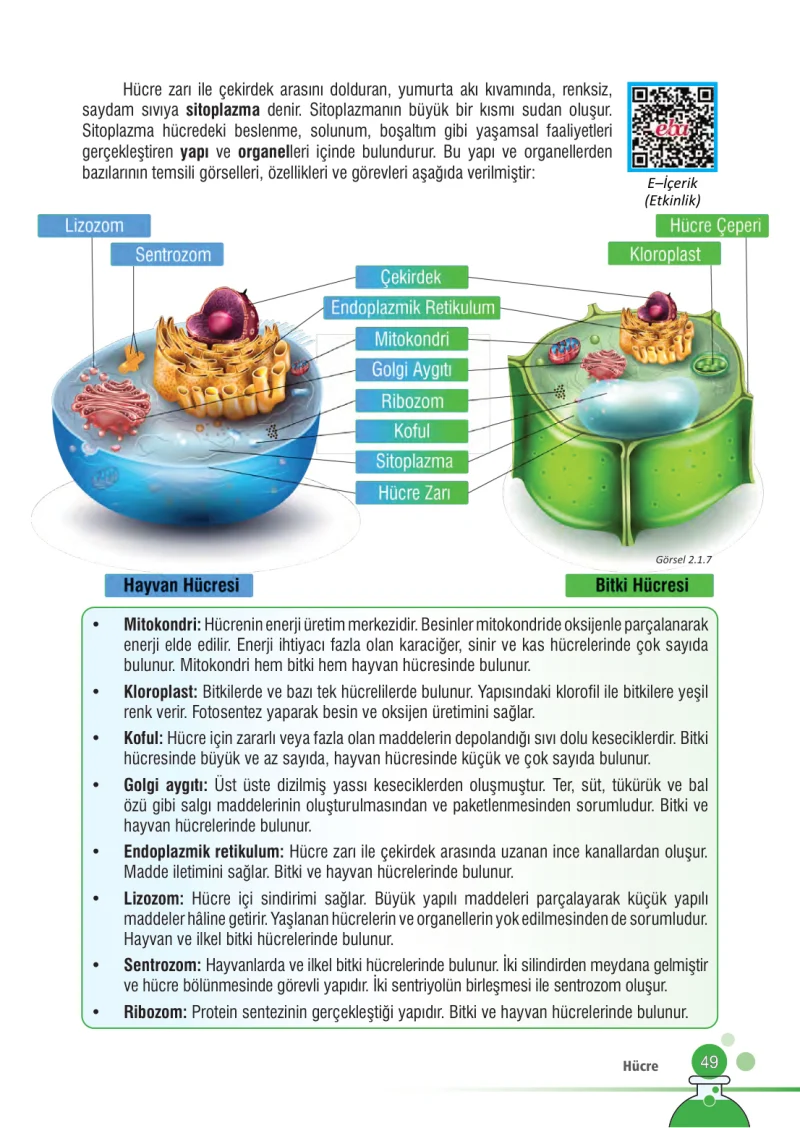 7. Sınıf Fen Bilimleri Ders Kitabı Cevapları Meb Yayınları Sayfa 49