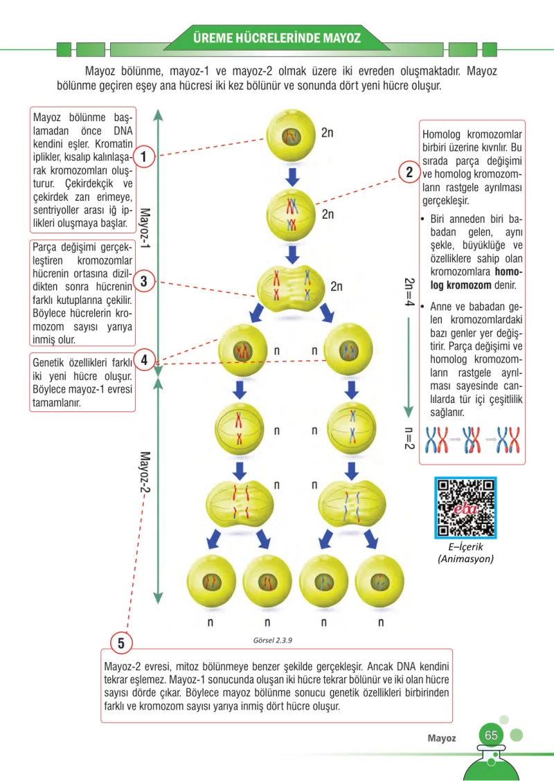 7. Sınıf Fen Bilimleri Ders Kitabı Cevapları Meb Yayınları Sayfa 65