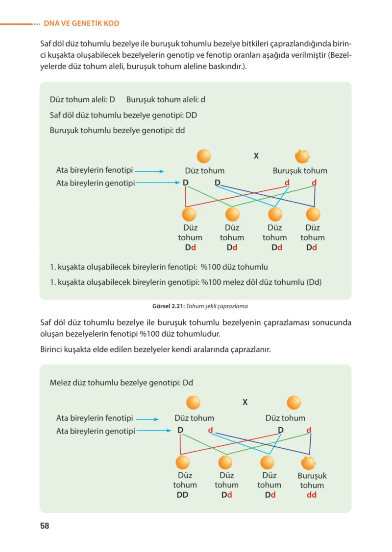 8. Sınıf Fen Bilimleri Ders Kitabı Cevapları Meb Yayınları Sayfa 58