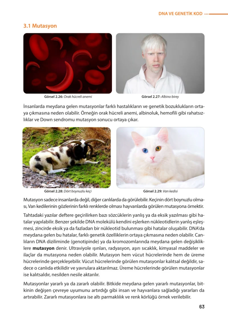 8. Sınıf Fen Bilimleri Ders Kitabı Cevapları Meb Yayınları Sayfa 63