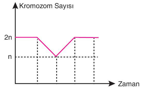 soru gorseli