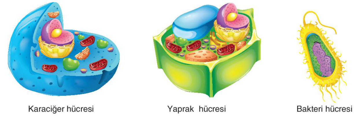 soru gorseli