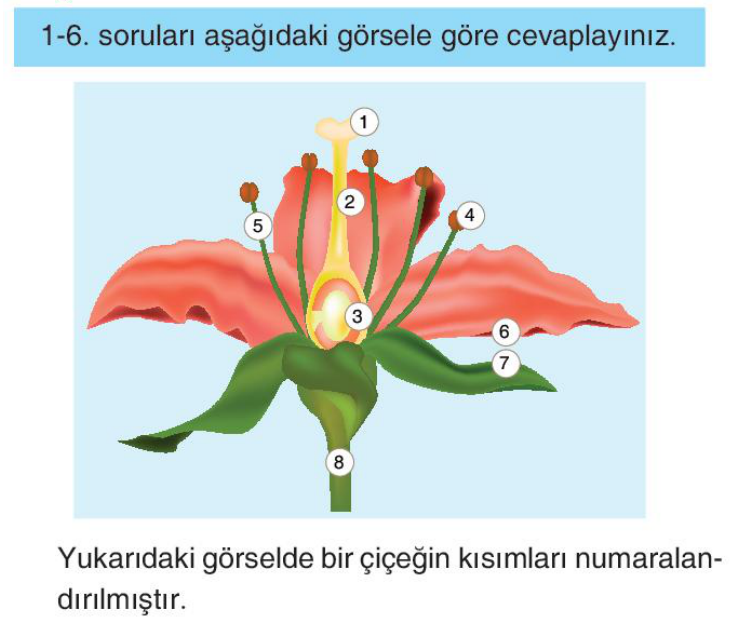 soru gorseli