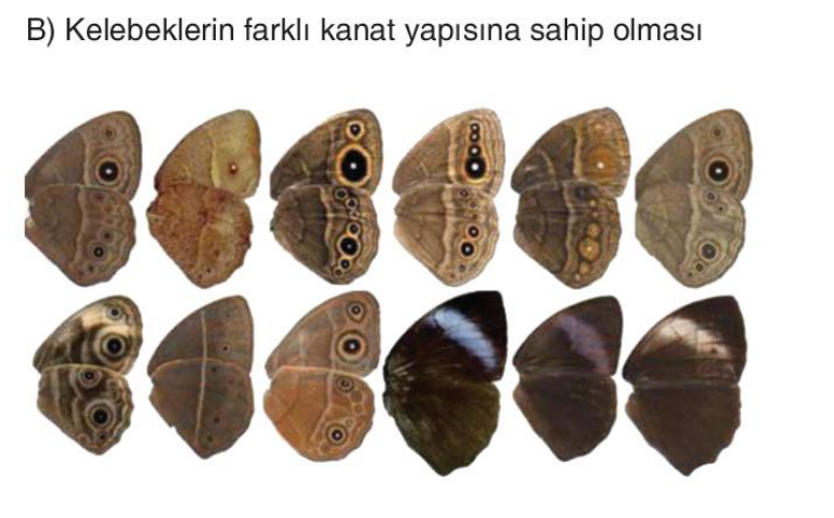 sik gorseli