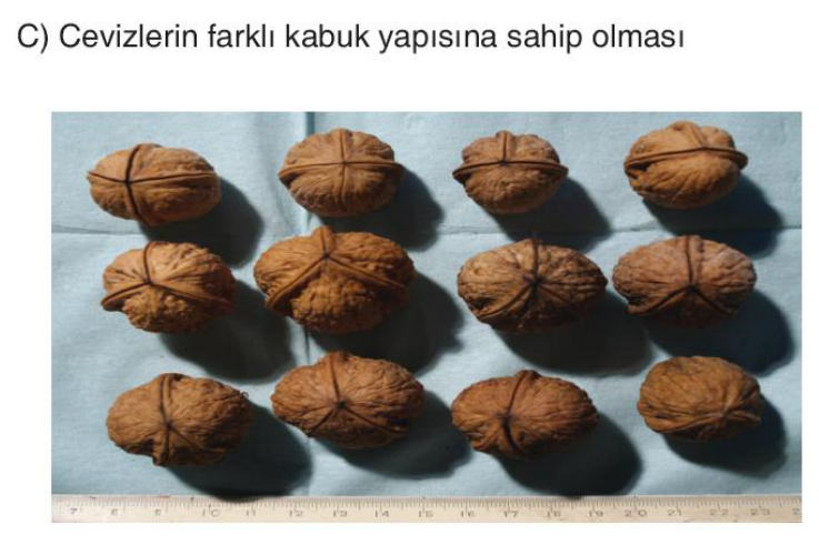 sik gorseli
