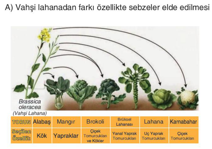 sik gorseli